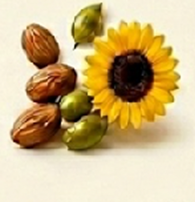 Sweet Almond & Jojoba & Sunflower